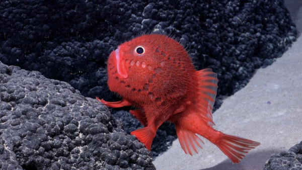 This peculiar-looking fish was one of the 100+ new species spotted by the Schmidt Ocean Institute’s expedition.